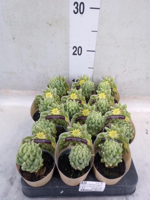 <h4>Cactus   ...</h4>