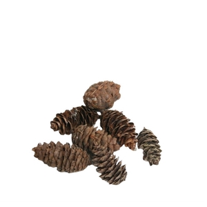 Pine cone Pinecone Douglas 5kg