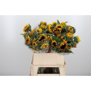 Helianthus Flame