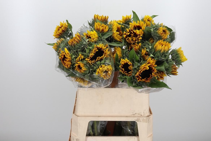 <h4>Helianthus Flame</h4>