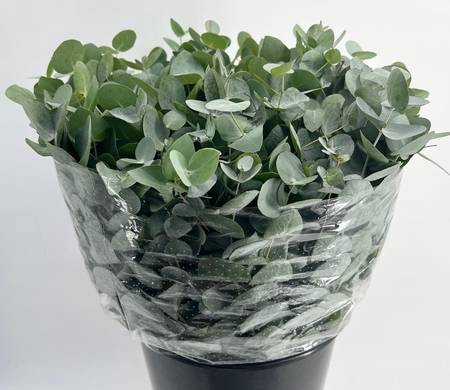 Euc. Cinerea A1 Short