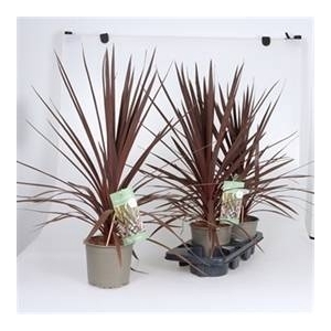 CORD AUS RED STAR