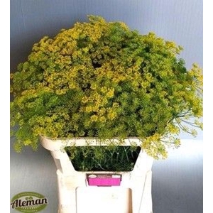 ANETHUM GRAVEOLENS ANET GRAVEOLENS