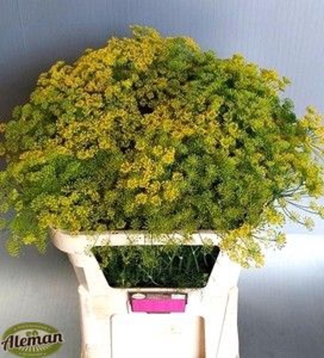 <h4>ANETHUM GRAVEOLENS ANET GRAVEOLENS</h4>