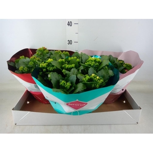 Kalanchoe blos.   ..mix 5