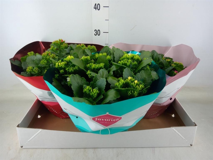 <h4>Kalanchoe blos.   ..mix 5</h4>