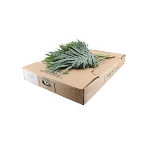 PHLEBODIUM BLUE STAR