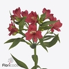 Alstroemeria tania
