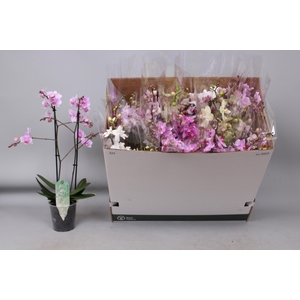 PHAL MF GEM 5 KL