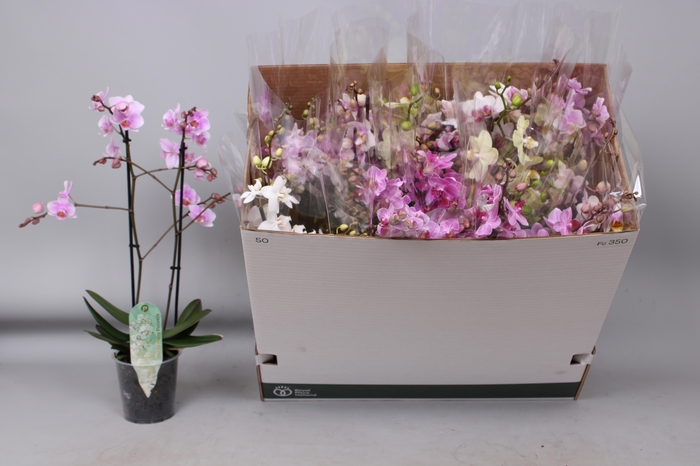 <h4>PHAL MF GEM 5 KL</h4>