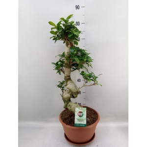 Ficus microcarpa 'Ginseng'