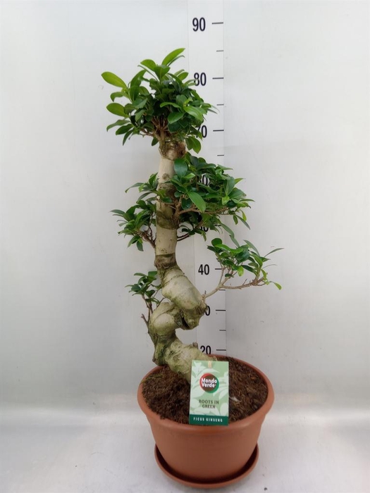<h4>Ficus microcarpa 'Ginseng'</h4>