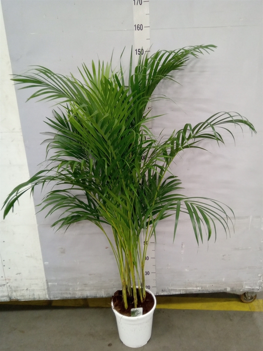 <h4>Dypsis lutescens   ...Chrysalidoca</h4>