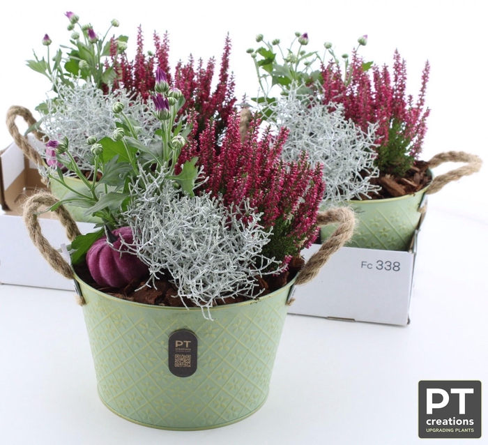 <h4>ARR TUINPLANTEN</h4>