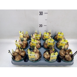 Narcissus  'Tete a tete'