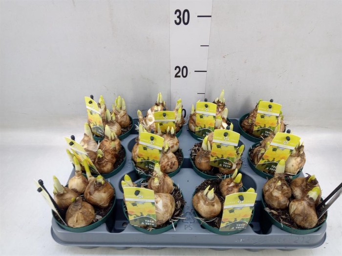 <h4>Narcissus 'Tete a tete'</h4>