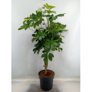 Schefflera arbor. 'Compacta'