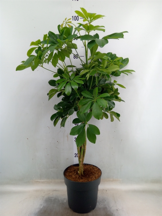 <h4>Schefflera arbor. 'Compacta'</h4>