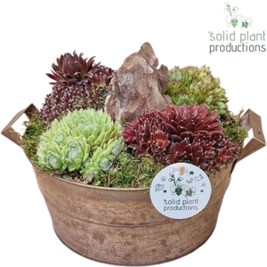 SMP008 Zinc Brown Large Sempervivum
