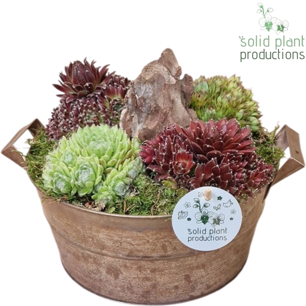 SMP008 Zinc Brown Large Sempervivum