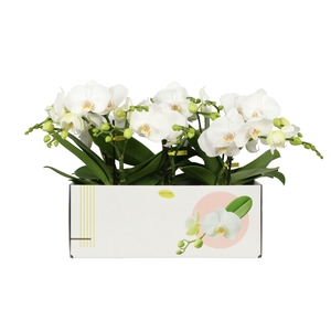 Phalaenopsis wit meer takken