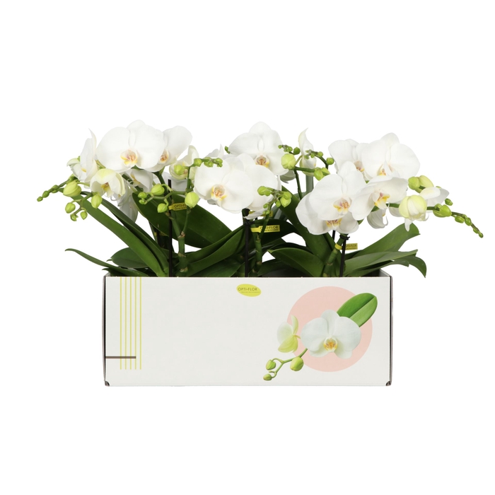 <h4>Phalaenopsis wit meer takken</h4>