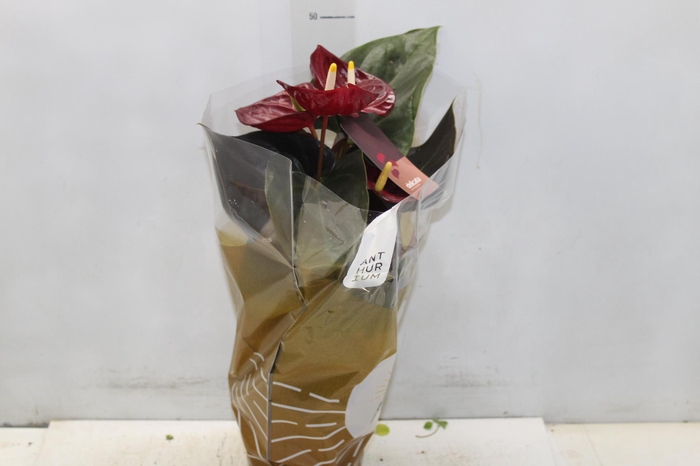 <h4>ANTHURIUM DELICATA P17</h4>