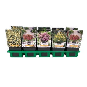 Coreopsis mix laag P11