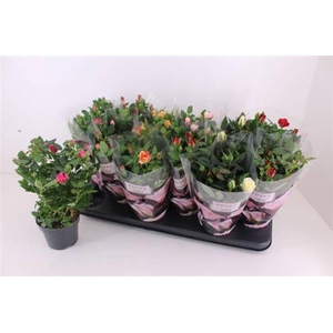Rosa Victory gemengd