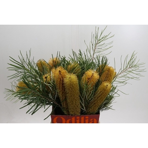 Banksia Collina