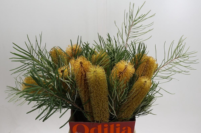 <h4>Banksia Collina</h4>