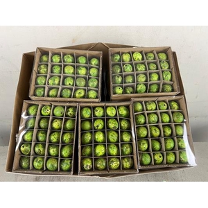 Egg Quail Green Box(60pcs)