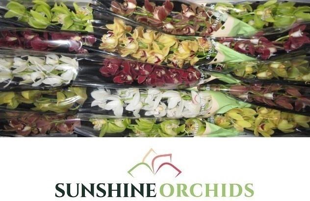 <h4>Cymb Mi Gem</h4>