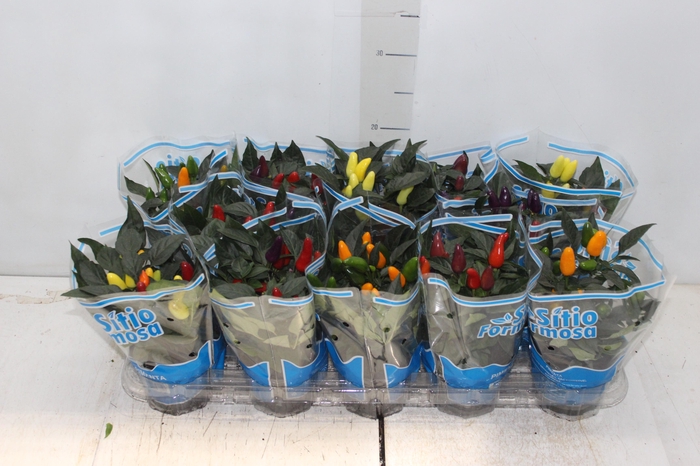 <h4>PIMENTA P11</h4>
