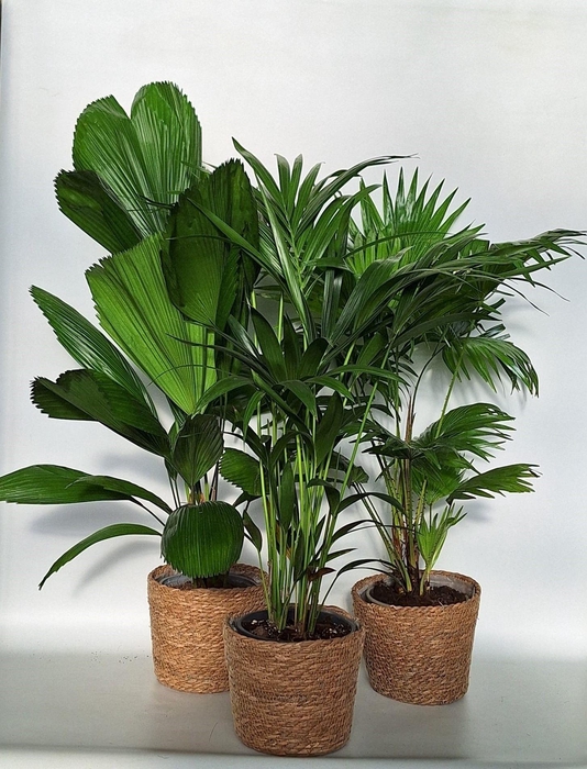 <h4>Exclusive palmmix / livi /licu/kent in mand kandy</h4>