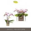Phalaenopsis Multifloratypes overig