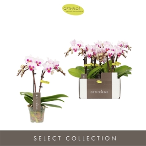 Phalaenopsis Multifloratypes overig