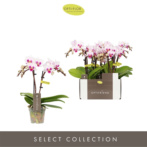 <h4>Phalaenopsis Multifloratypes overig</h4>