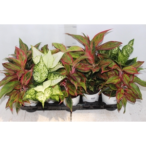 AGLAONEMA VARIADA P12 PREMIUM