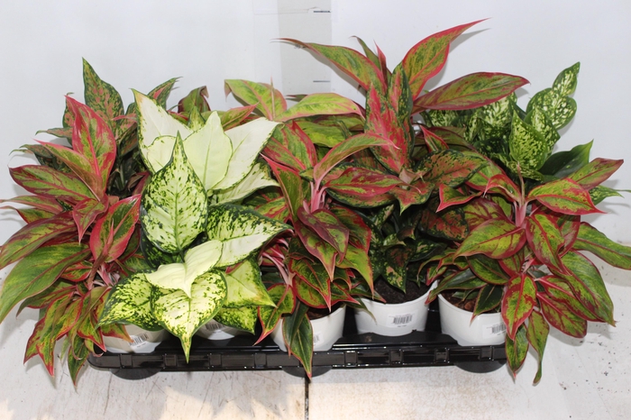 <h4>AGLAONEMA VARIADA P12 PREMIUM</h4>