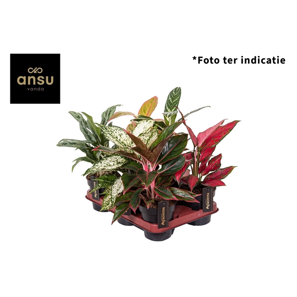 <h4>Aglaonema mix</h4>