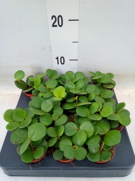 <h4>Peperomia tetraphylla 'Hope'</h4>