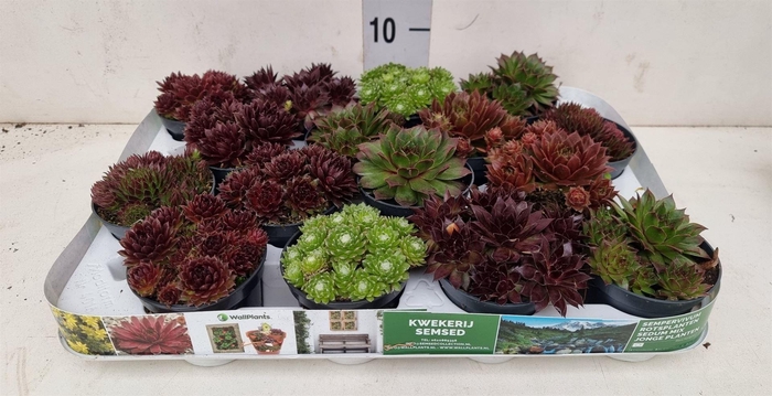 <h4>Sempervivum   ...</h4>