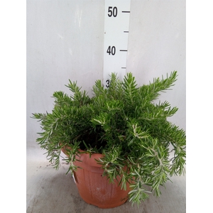 Rosmarinus officinalis 'Prostratus'