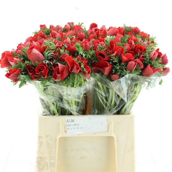 <h4>Anem Co Mar Red</h4>