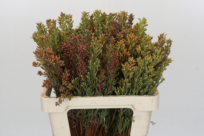 <h4>Kaaps Groen Plumosum Rubrum</h4>