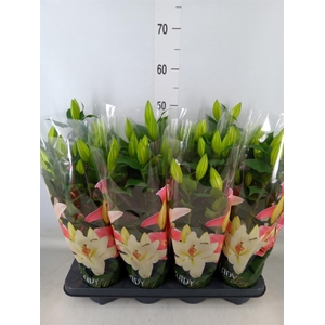 Lilium ori.  'Sunny Martinique'