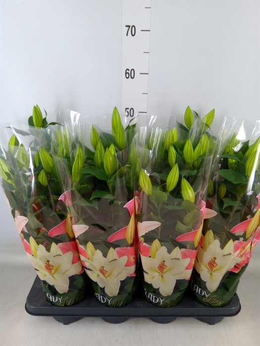 <h4>Lilium ori.  'Sunny Martinique'</h4>