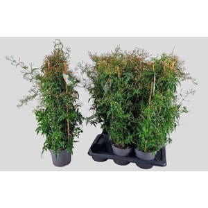 Jasminum polyanthum (wit)