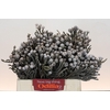 Kaaps Groen Silver Brunia